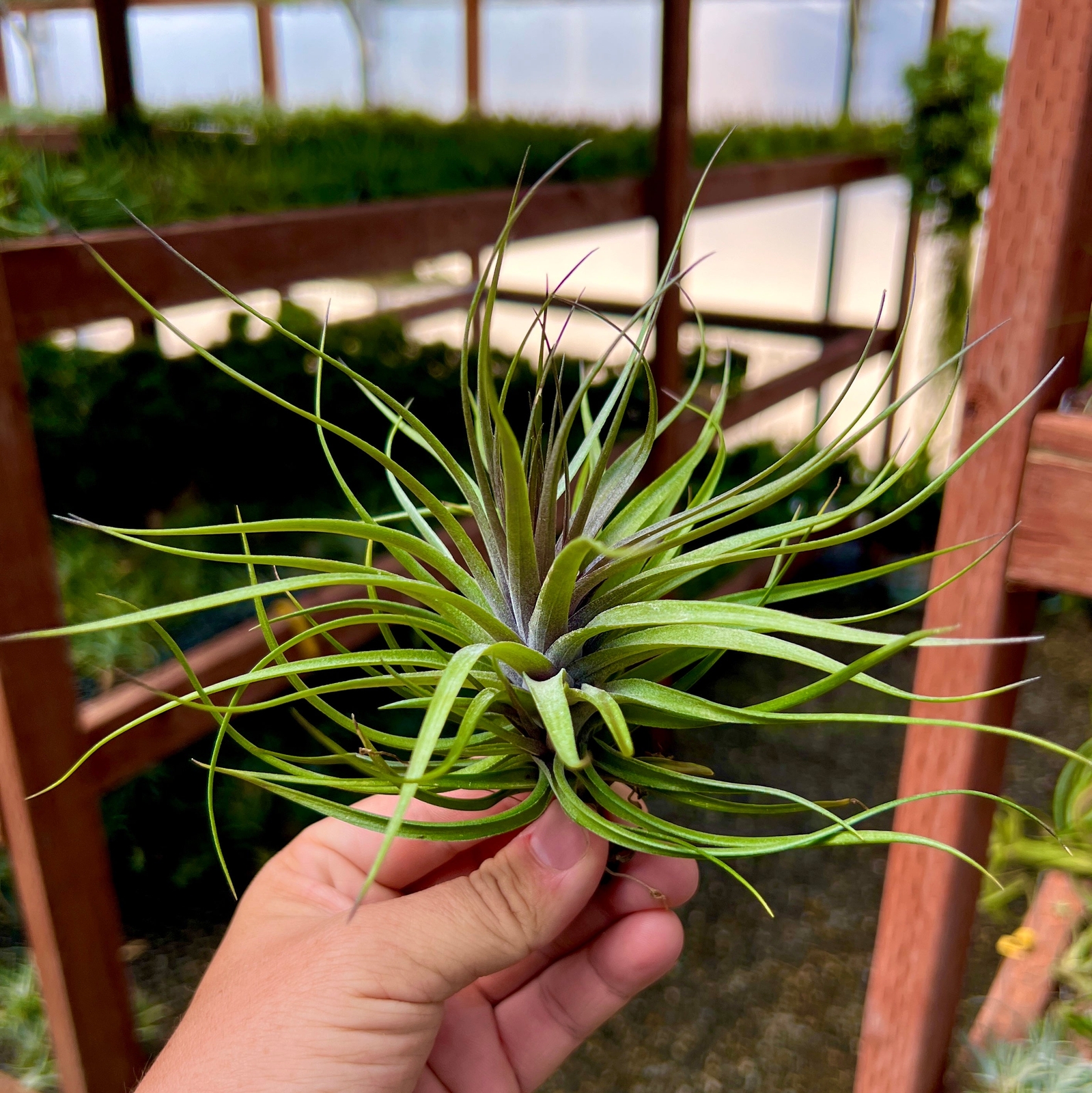 Stricta Magenta Offset (Deep Green & Magenta Colors)