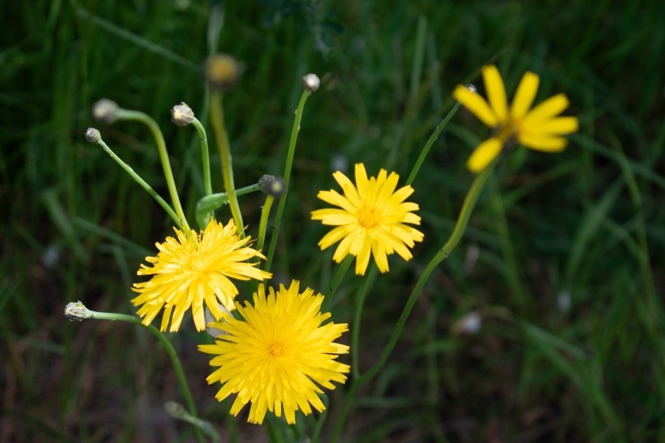 100 False Dandelion (Hypochaeris radicata) seeds Organic Non-GMO