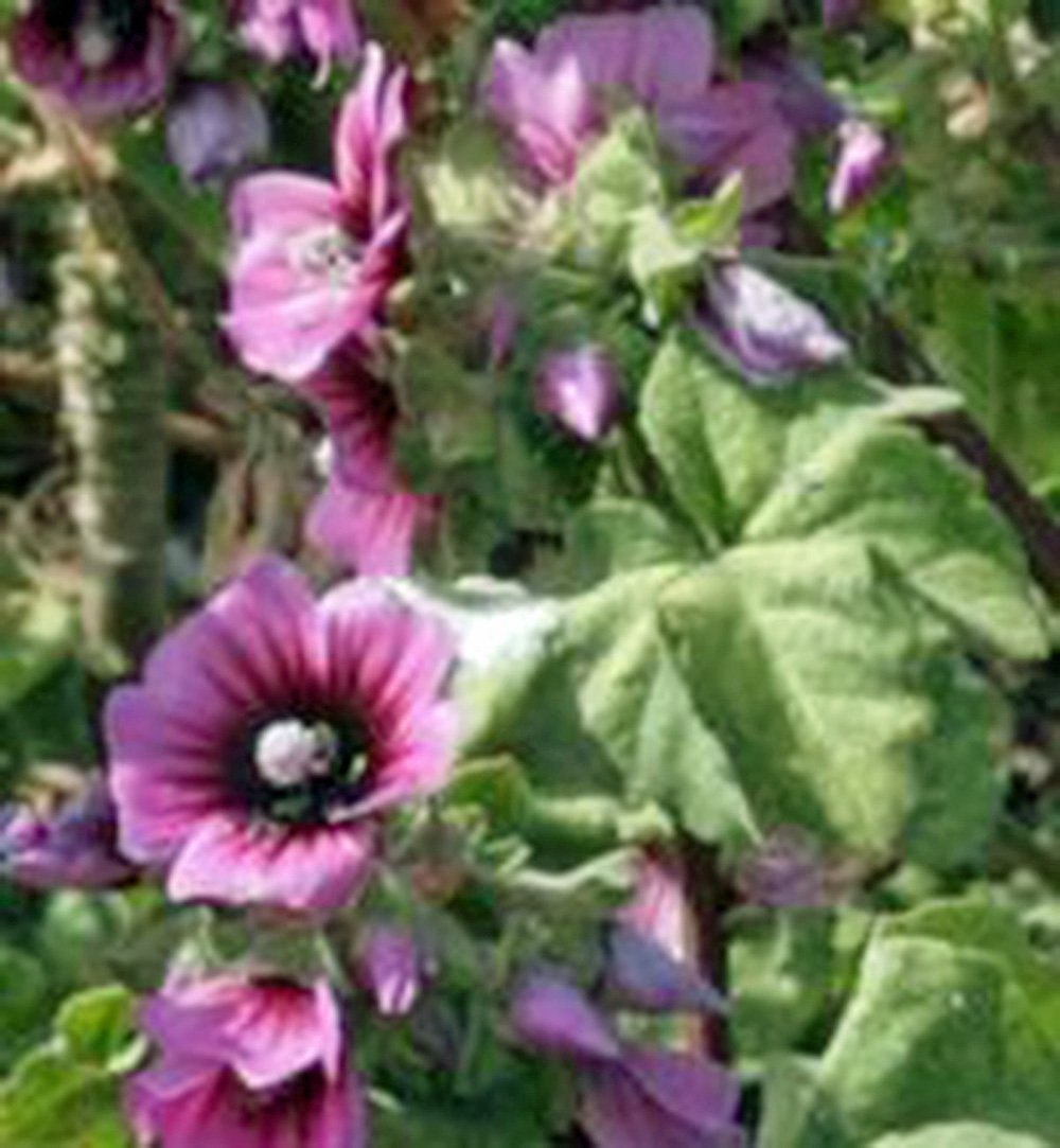 Rose Mallow, 25+ Seeds, Beautiful Bright Rose Flowers, Flower, Garden