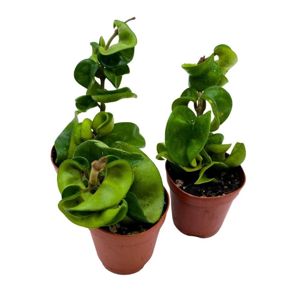 Hoya Green Hindu Rope 2 inch Set of 3 Crinkle Wax Plant Porcelain Flower Tiny Mi