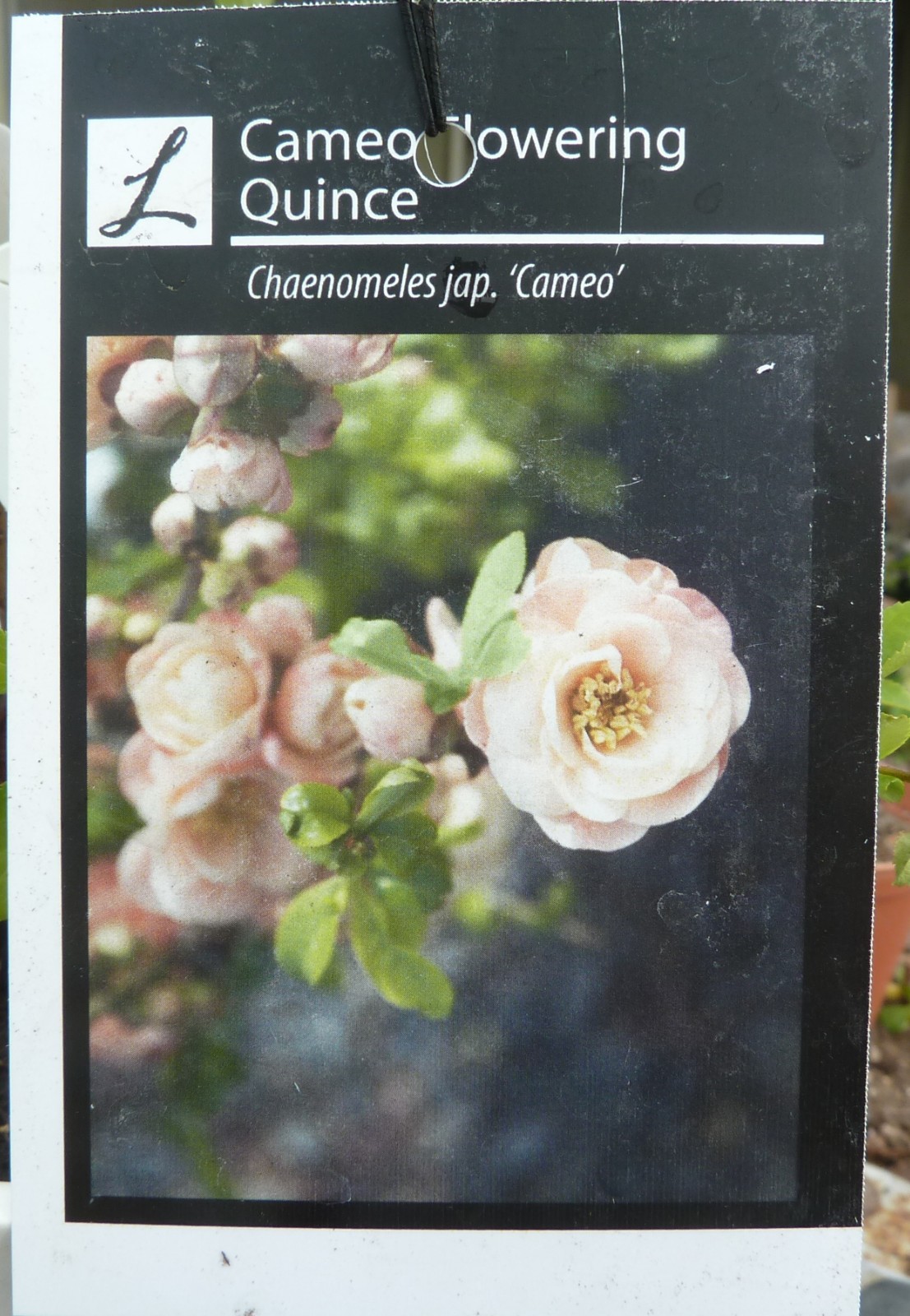 Chaenomeles Cameo Japanese Flowering Quince Pre Bonsai Dwarf Shohin Flowers