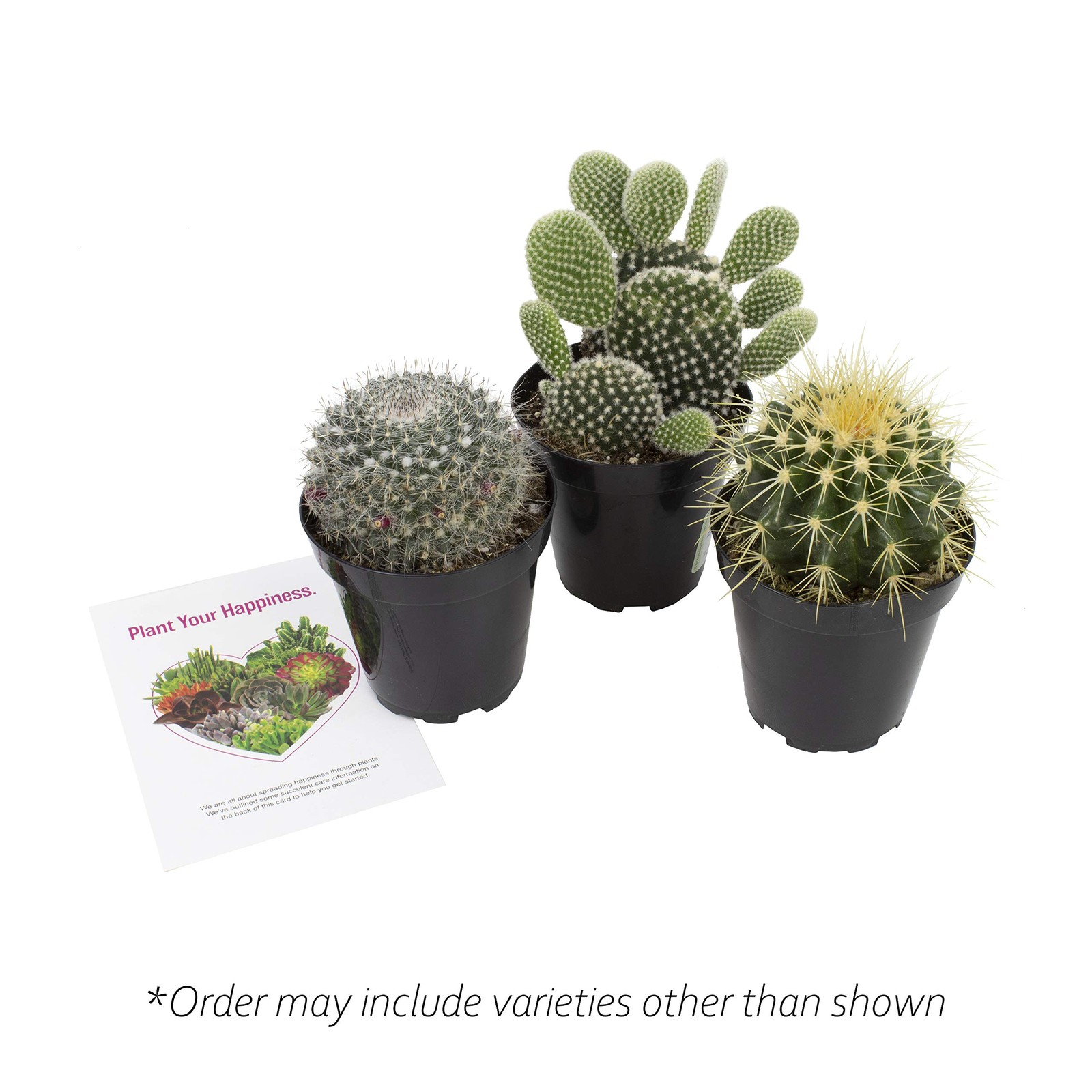 Altman Plants Assorted Cactus Plants Live Succulents 3 Pack Live Cactus Plant