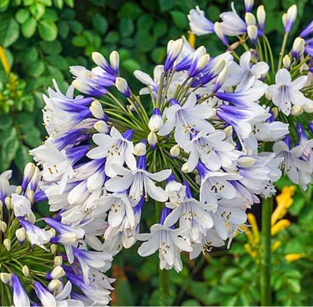 Agapanthus Lily of the Nile – Twister – 1 Bareroot – Read Description