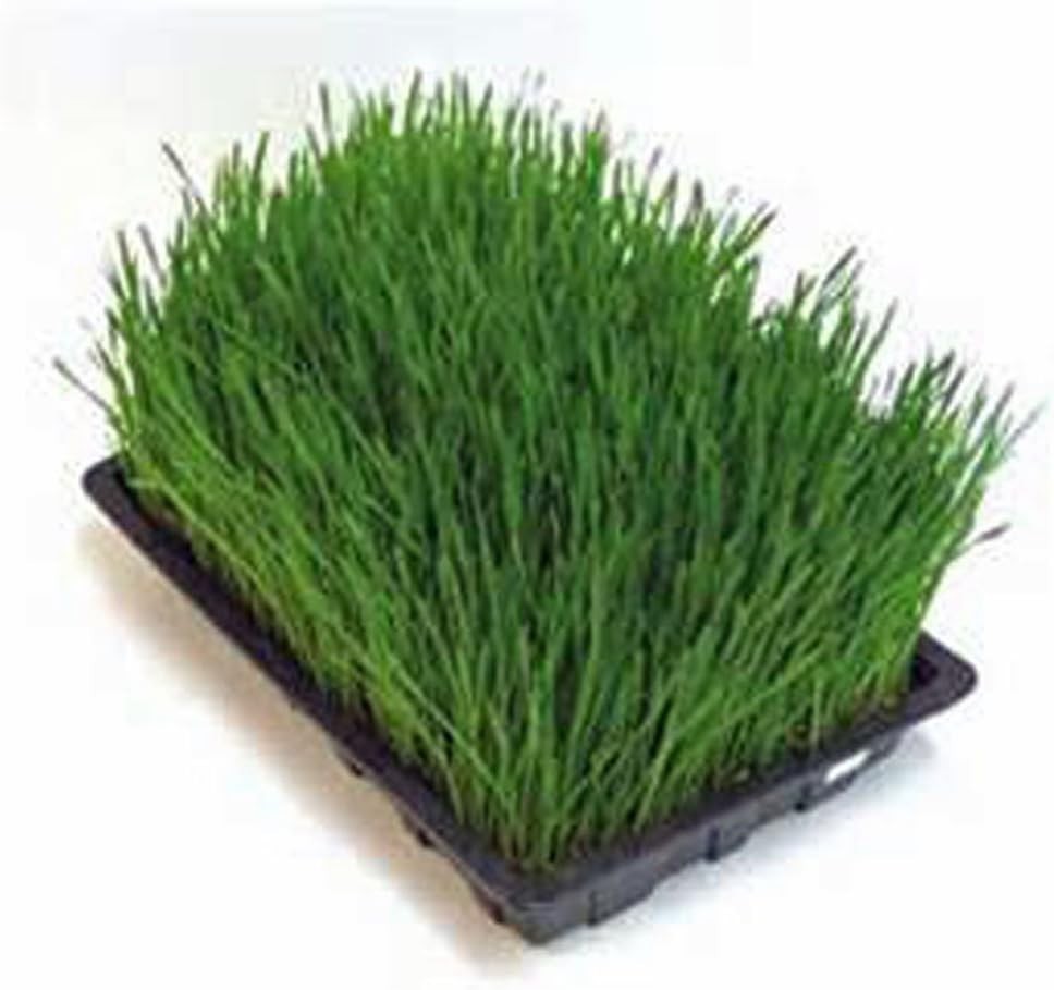 Edible 6 OZ Wheatgrass Seeds – Vitamins A & C Rich Microgreens for Gardens