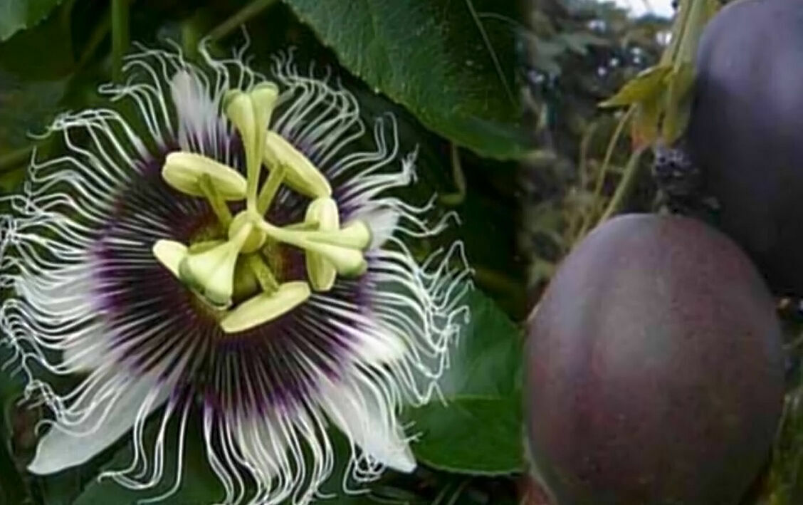 ~POSSUM PURPLE Passion Fruit~Live Starter Plant ~Passiflora edulis~ Self Fertile