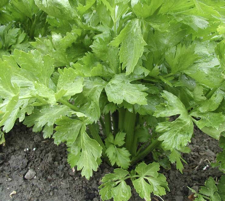 500+ Tall Utah Celery Seed-Heirloom NON-GMO Only Fresh Seed FAVORITE & FLAVORFUL