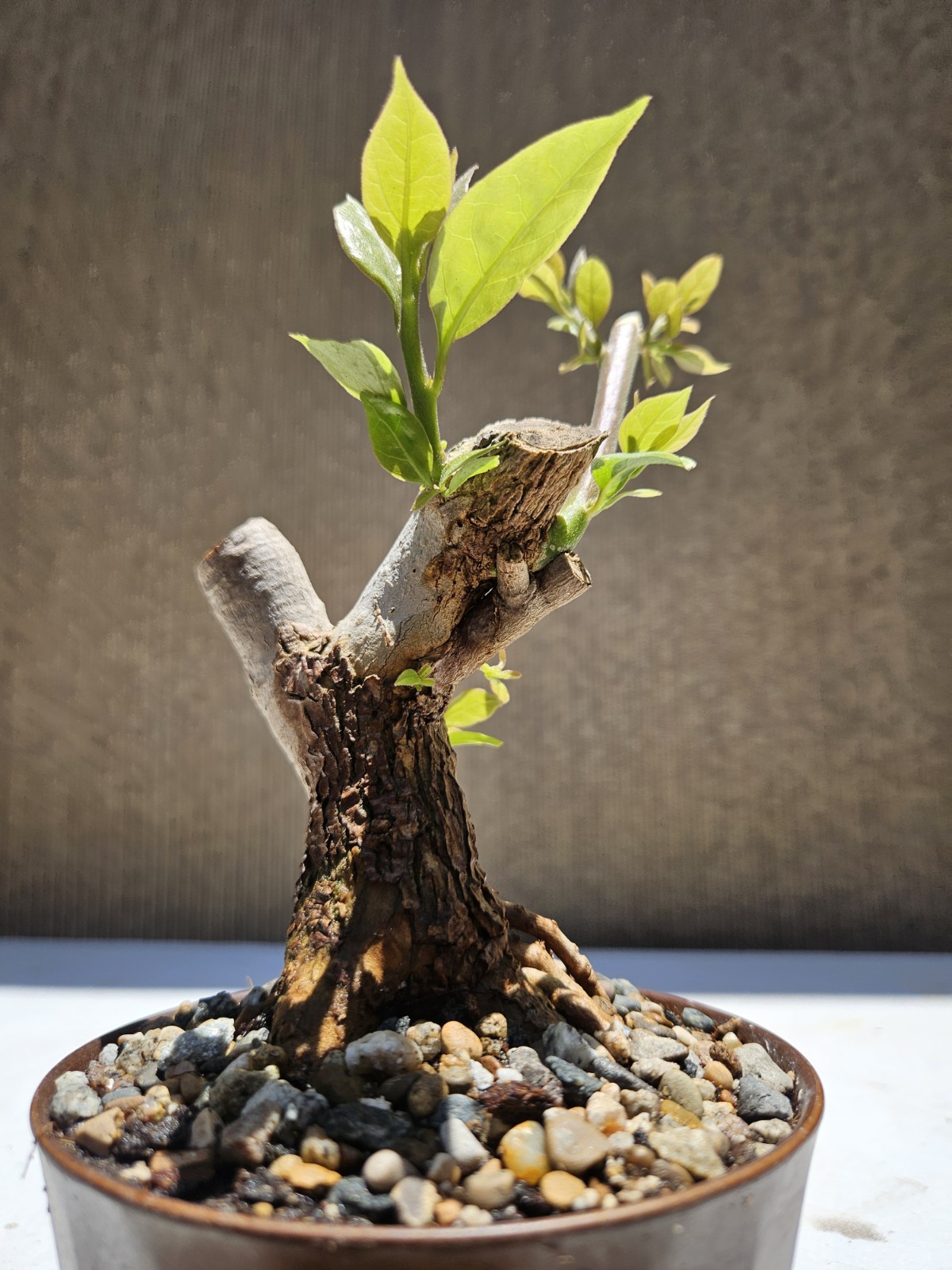 Bougainvillea Purple Bonsai Tree,,, SALE