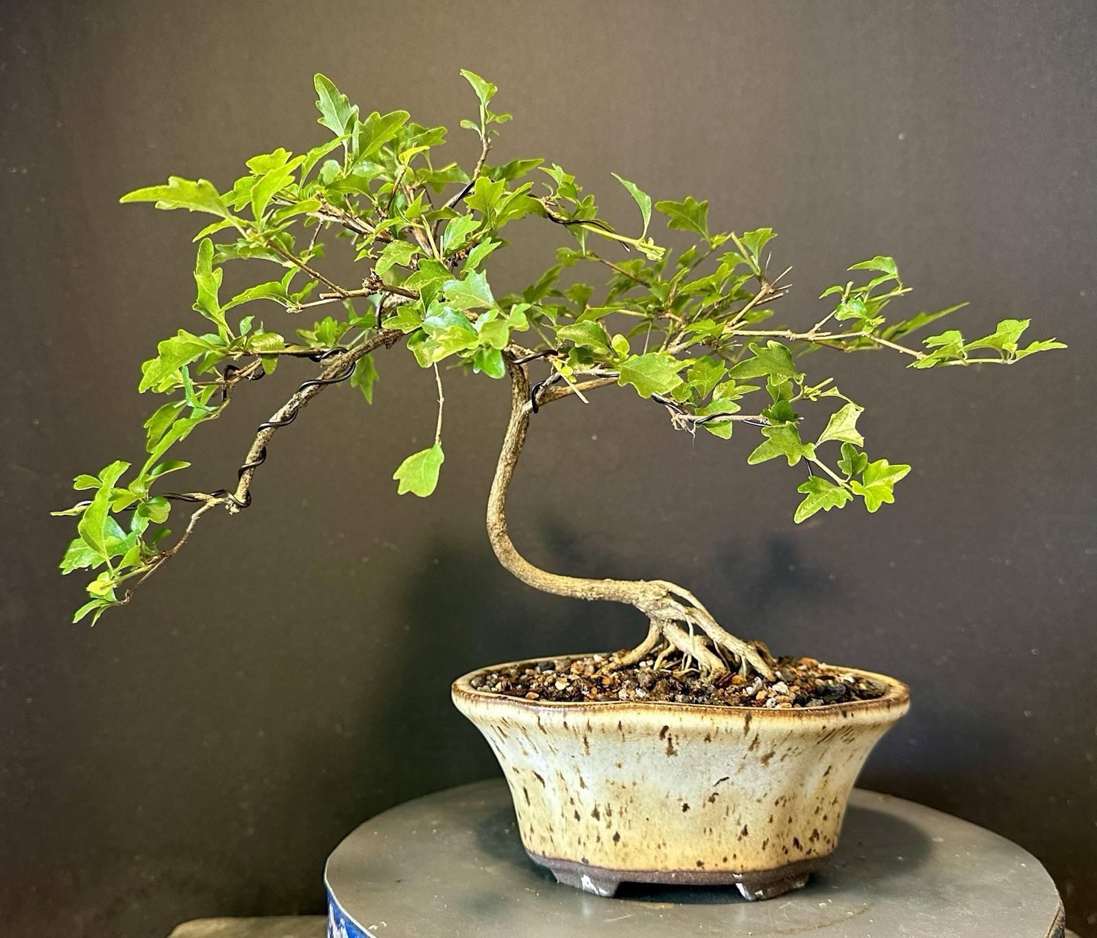 Bonsai Tree Japanese Musk Maple, Premna japonica, 11” tall quality Pot