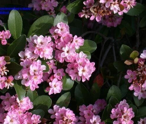 INDIAN HAWTHORNE PINK Dancer 7 Live 6″ Flower Plant Cuttings