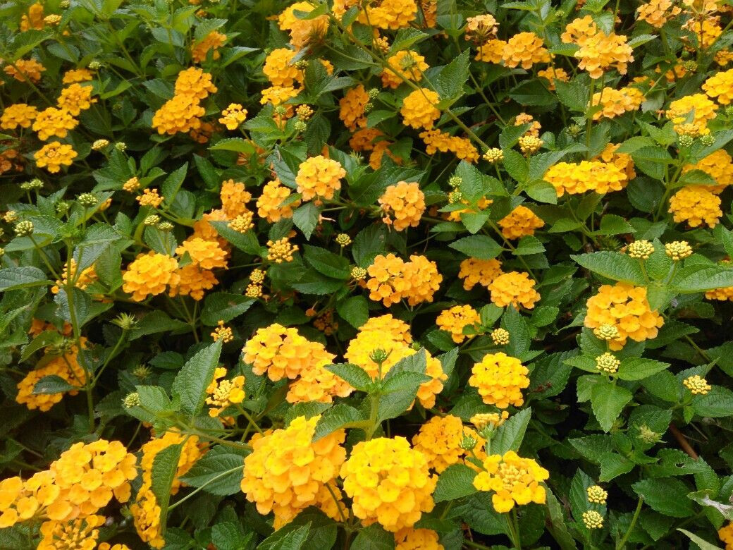 11 Lantana New Gold Live Perennial Plants in 3-1/2 Inch Pots