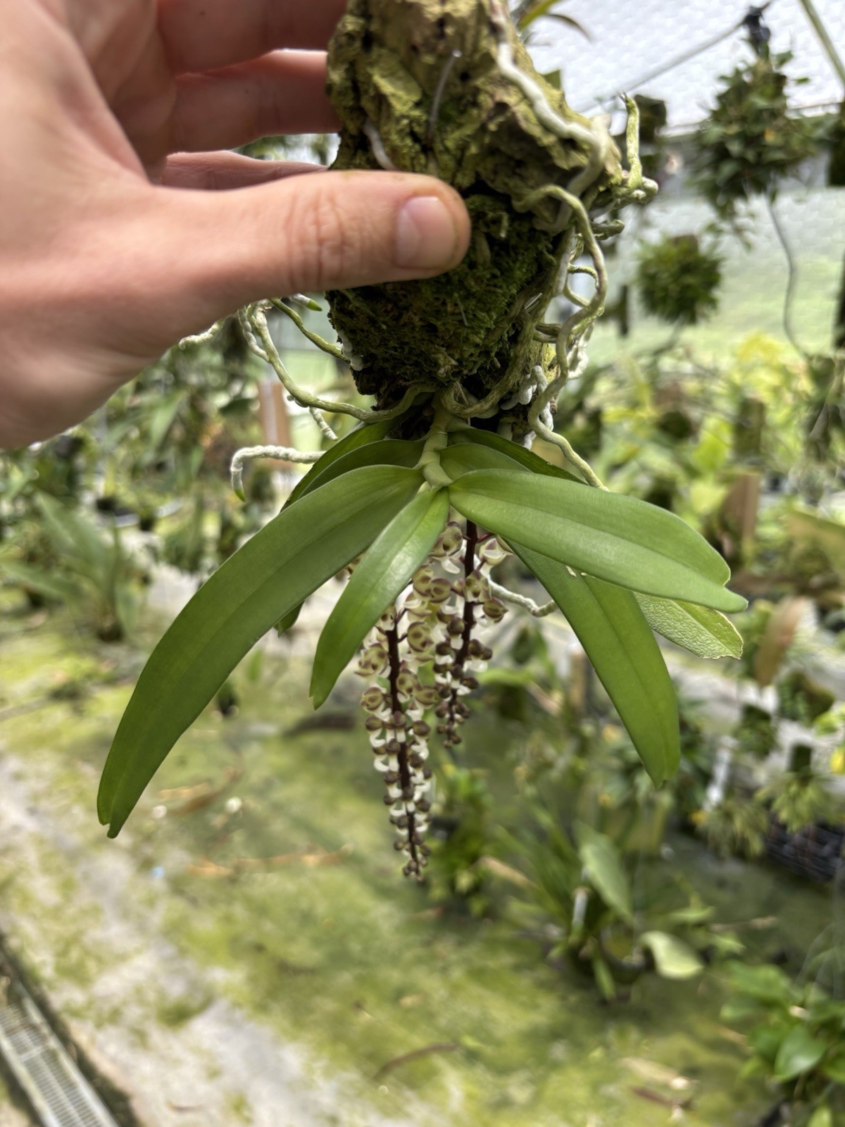 Uncifera thailandica DOUBLE SPIKE rare Miniature Orchid Species Vanda