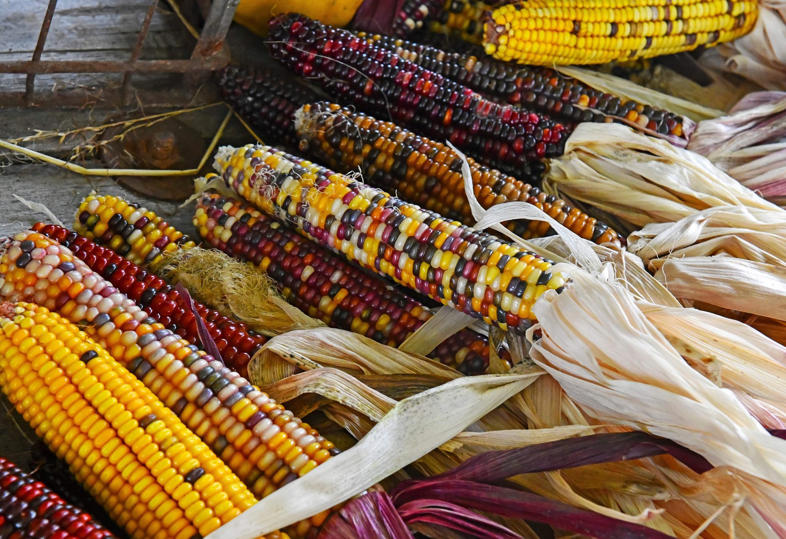 50 Miniature CUTIE POPS POPCORN Corn Multicolored Mini Mix Zea Mays Seeds