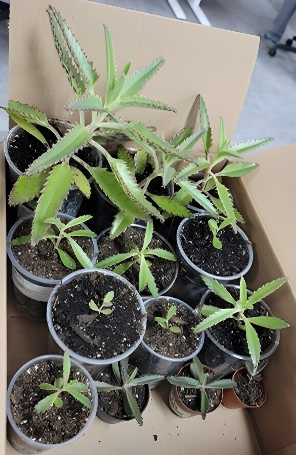 “Kalanchoe Serrata” Magic Tower/Alligator Plant/Mother of Thousands SHIPPING