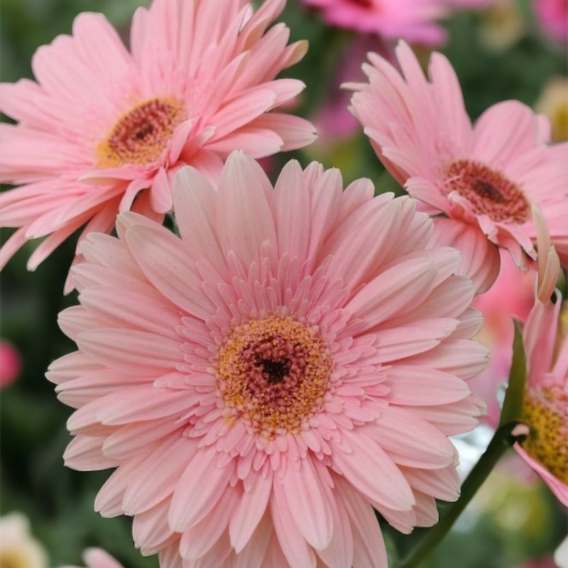 Gerbera Daisy Seeds 50+ Seeds Mum Flower, Flower Seeds, Annual, Flower Beds