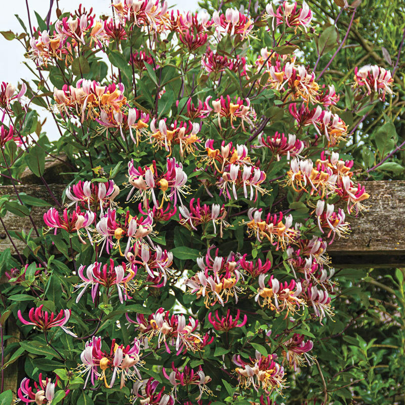 ~Serotina Belgica~Honeysuckle Vine Plant Late Dutch Lonicera~HUMMINGBIRD HEAVEN!