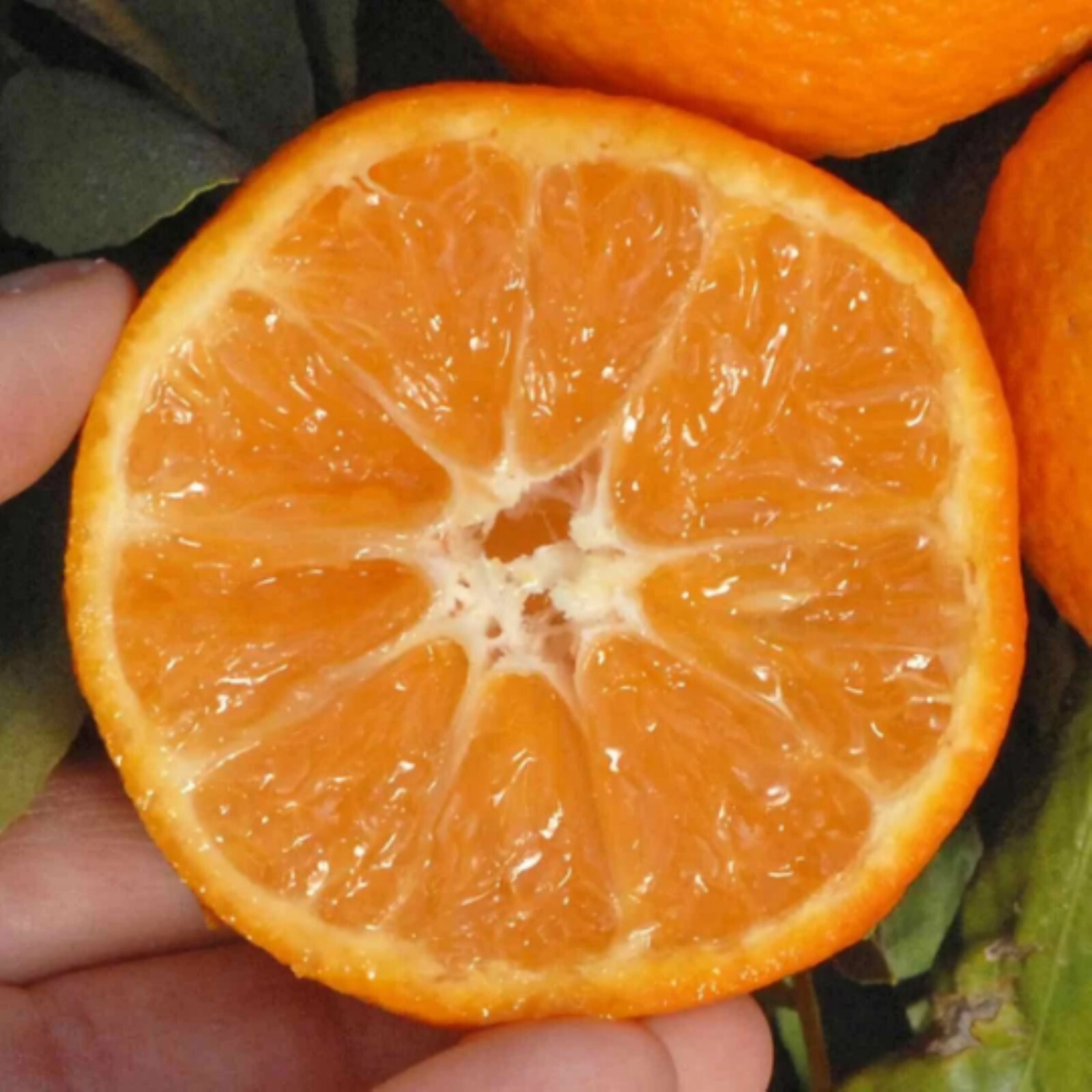 Florida only!! Nules Clementine Tangerine Tree 26-30 inches tall grafted tree