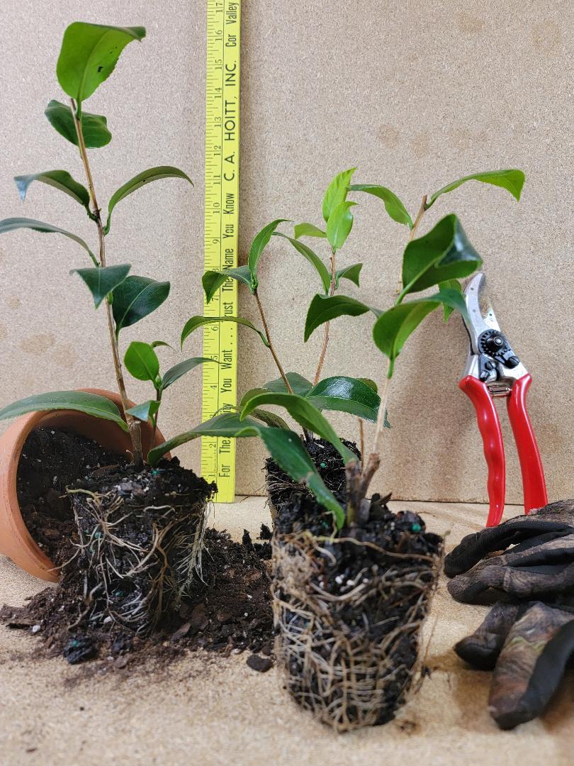 ( 1 ) – LA Peppermint Camellia Japonica – Starter Plant ( 4L ) ( 1 live plant )