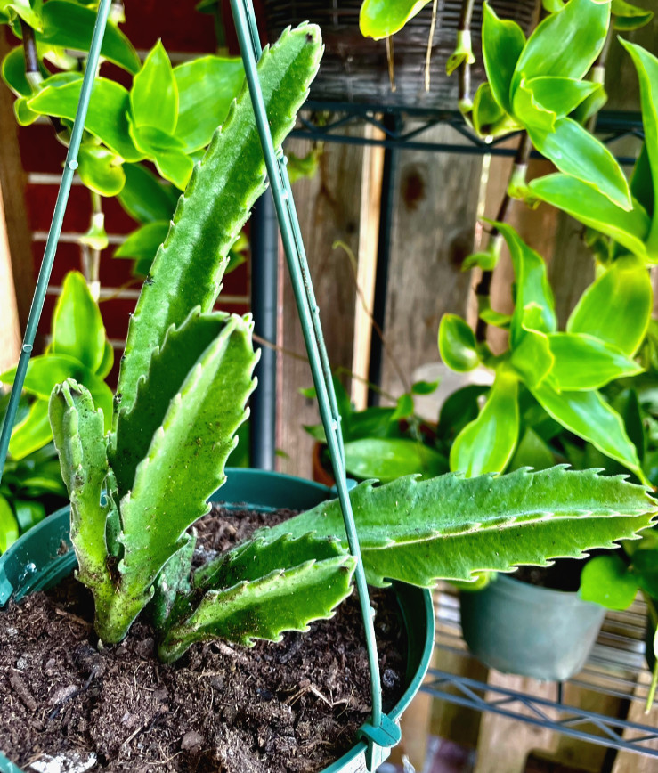 Ceropegia Species Carrion Flower, Carrion Plant, Starfish Plant in 6″ pot