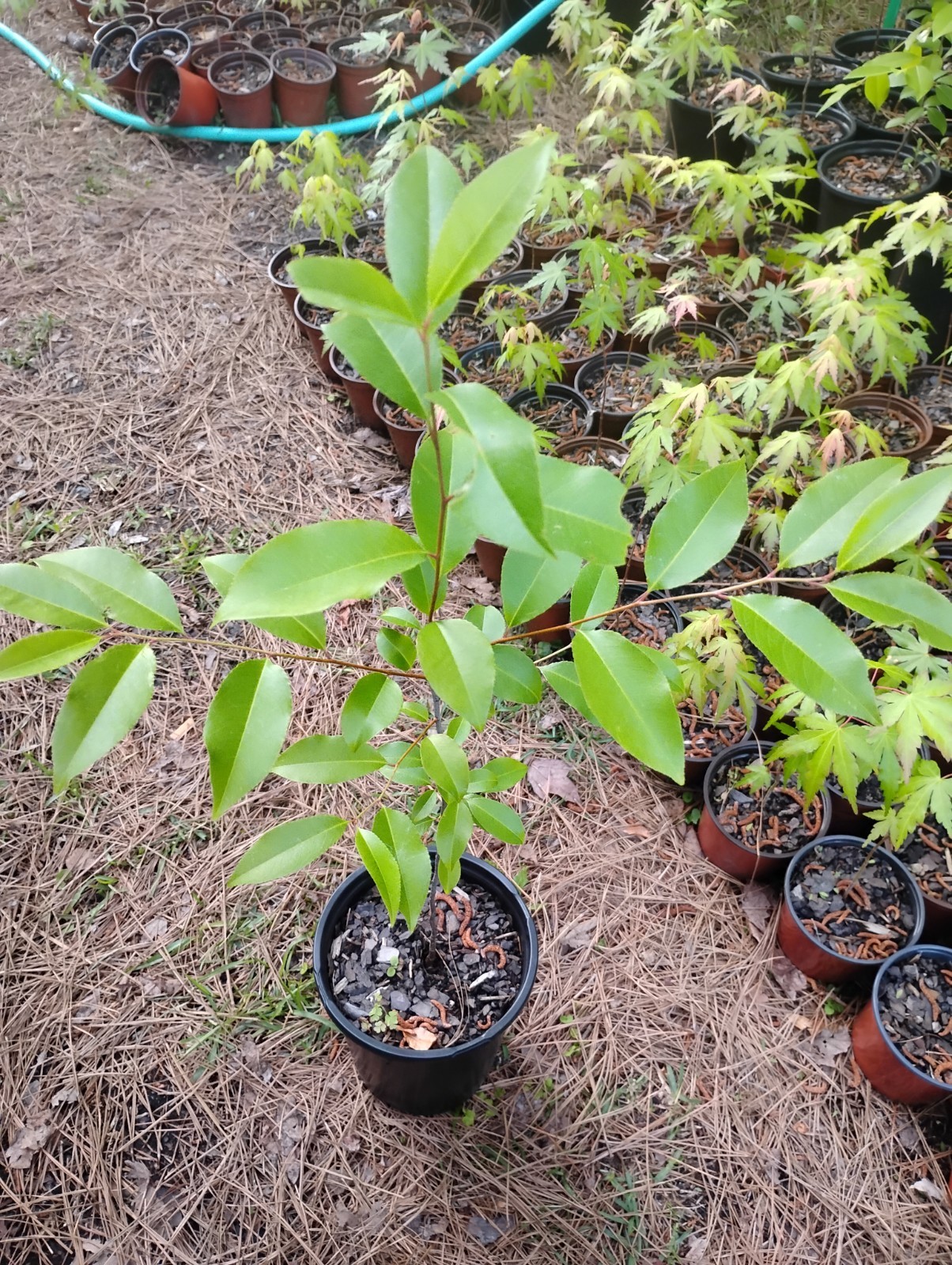 Black Cherry Tree, 1 Gallon Pot.