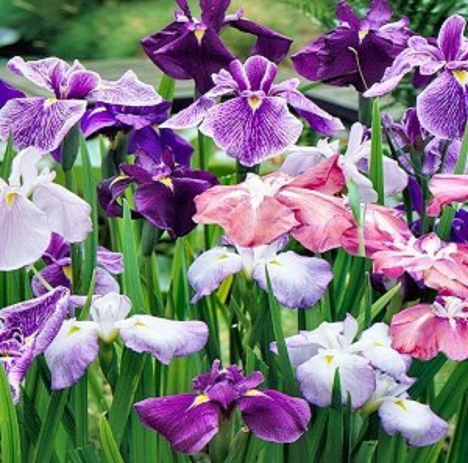 JAPANESE IRIS ENSATA – 4 MATURE PLANTS / RHIZOMES – LOOK!
