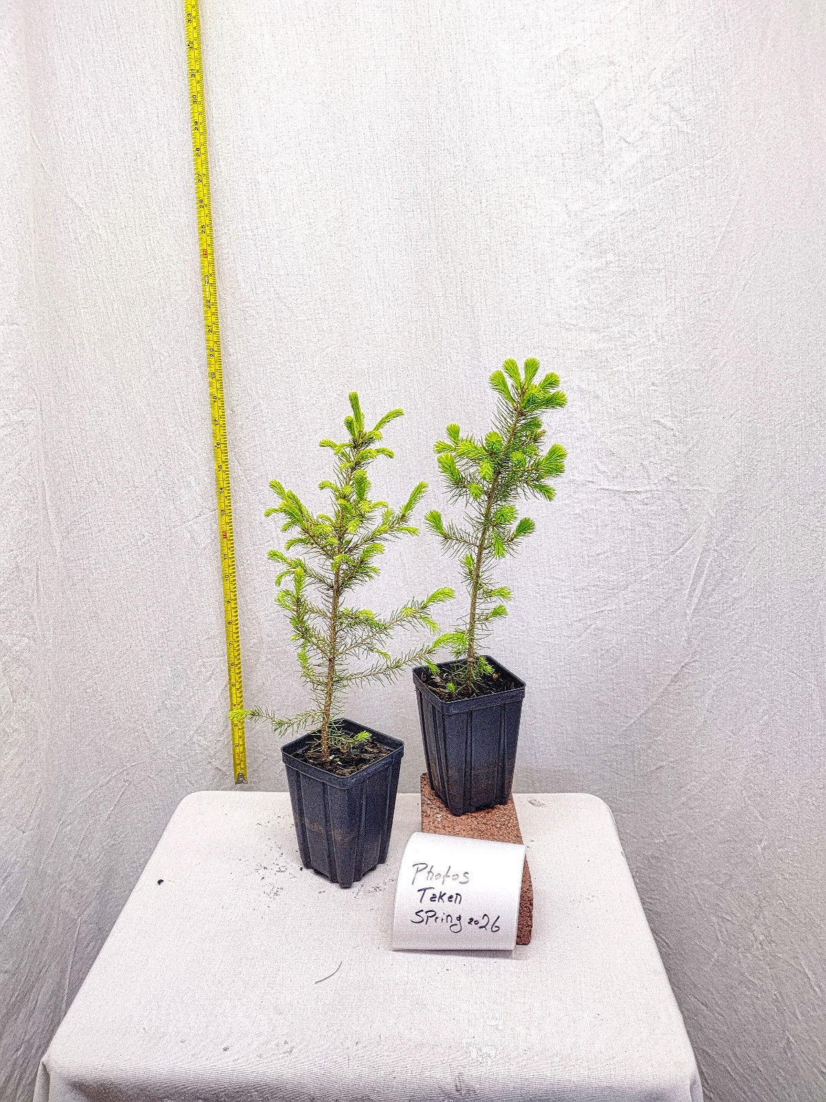 Norway Spruce 1 year old tree in nursery pot. Picea abies. Live