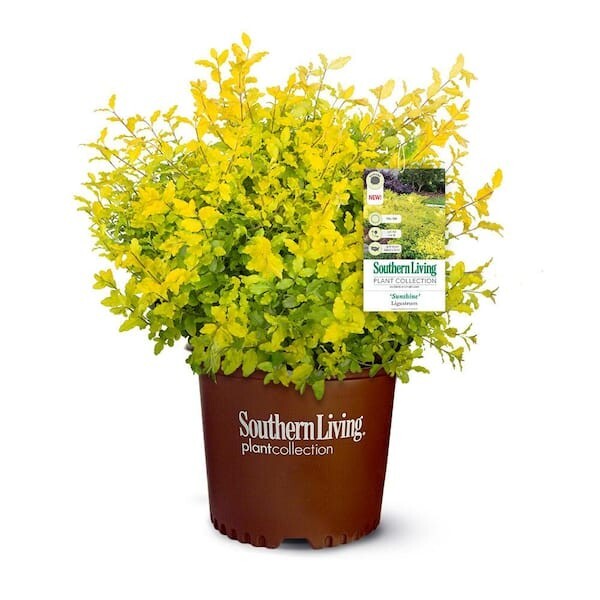 2 Gal. Sunshine Ligustrum Privet Shrub – Golden Yellow Foliage