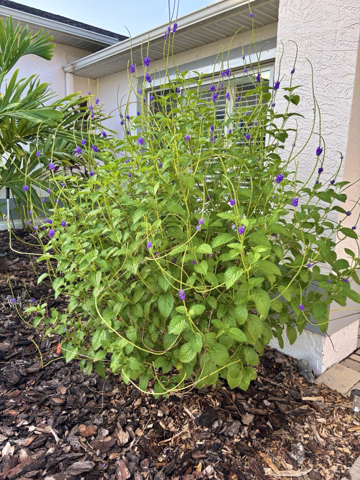 50 Seeds Blue Porterweed Snakeweed Butterflies Hummingbirds Bees Florida Native!