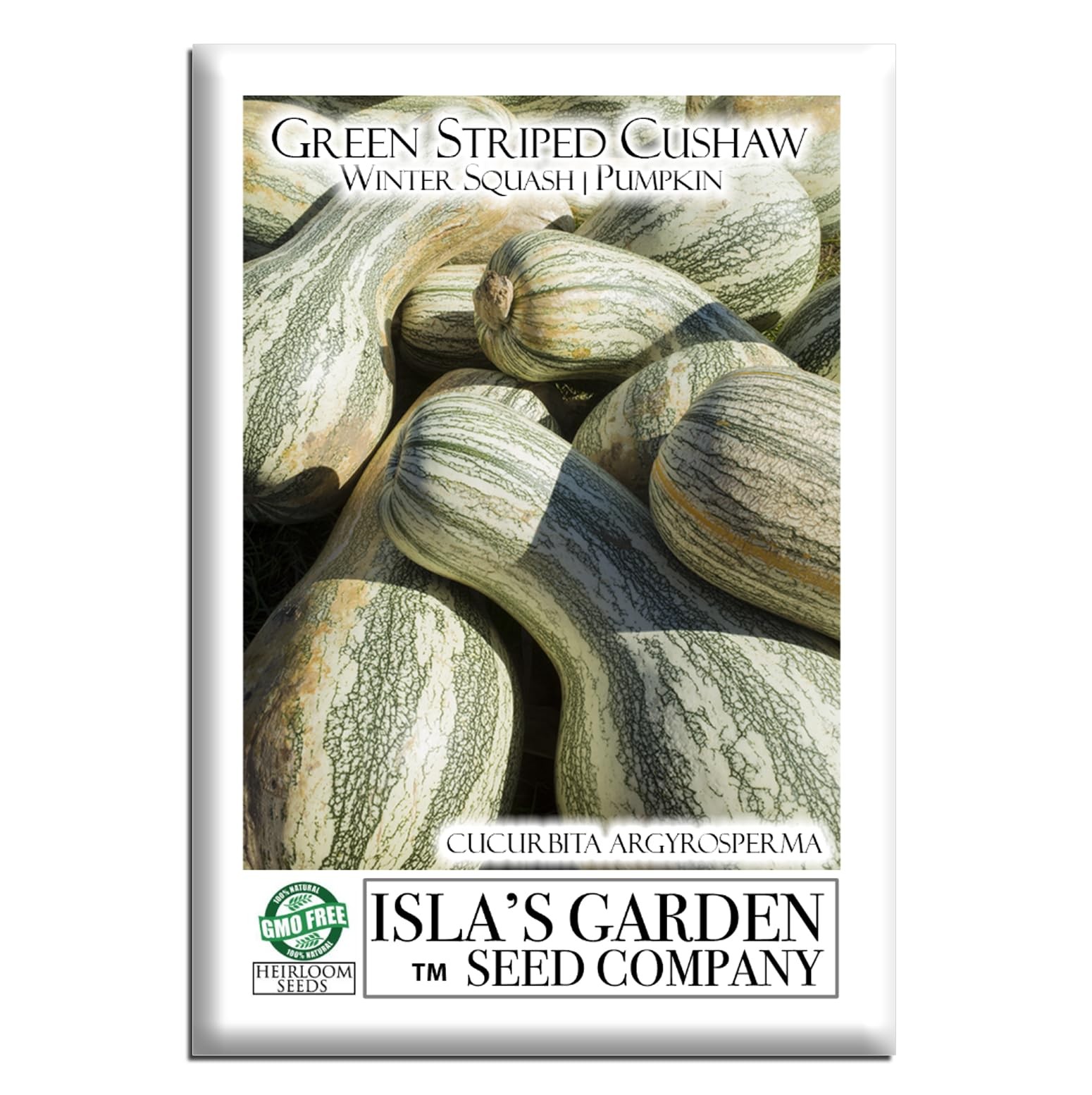 Green Striped Cushaw Pumpkin Seeds Cucurbita argyrosperma – 25 Heirloom NonGM…