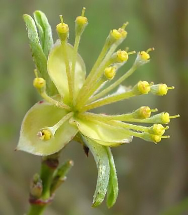 Cornelian Cherry Dogwood, Cornus mas, Tree Seeds (Edible, Hardy, Showy)