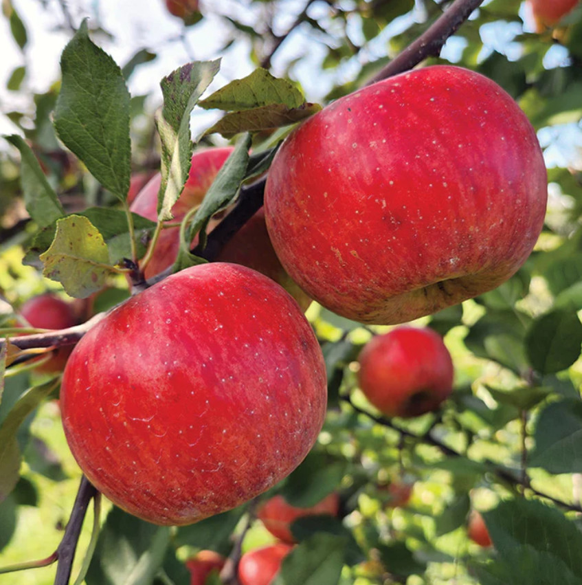 Crimson Apple Seedling Plant – 7-10″ Tall – Fruit Tree for Backyard Orchard