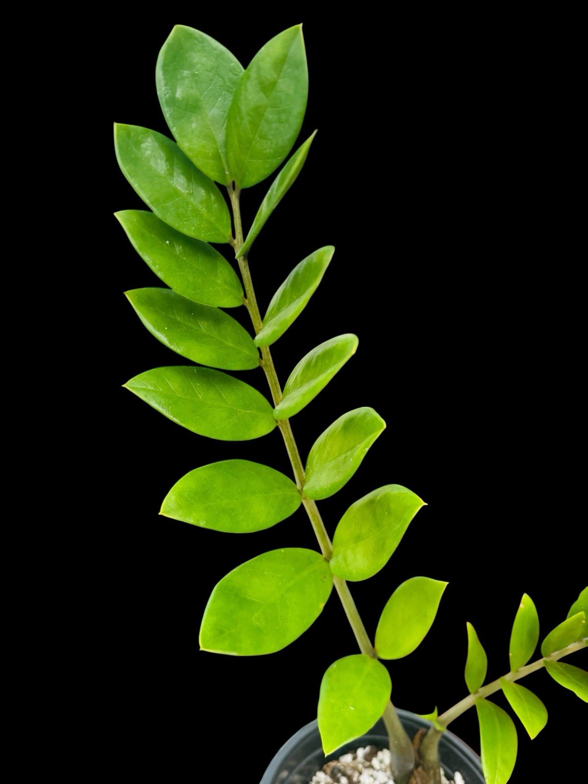 ZZ Plant with 8” Inch Potted Live Houseplant | Zamioculcas Zamiifolia