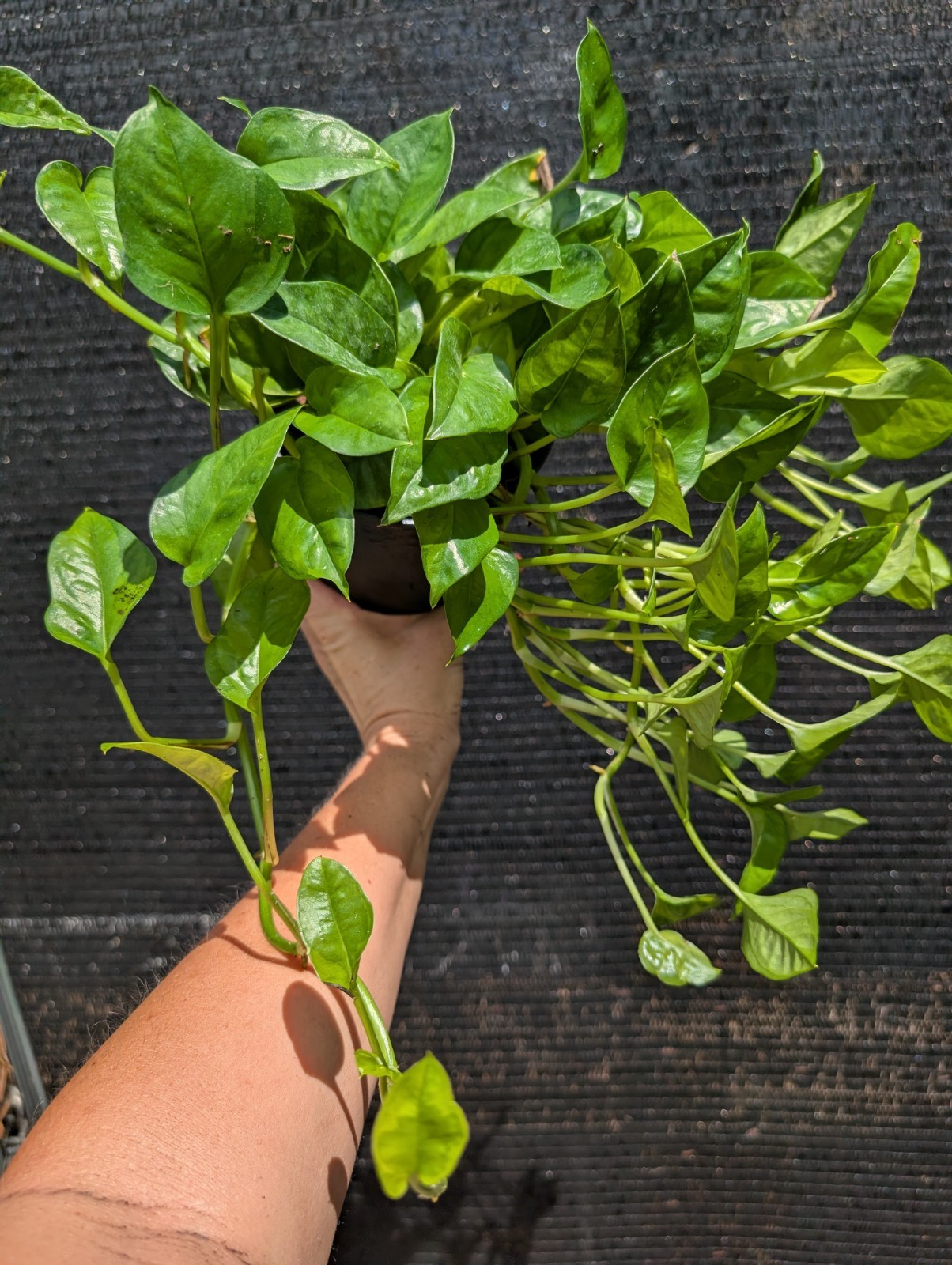 BIG Global Green Pothos Live Plant Rooted 6″ Pot Epipremnum aureum EXACT PLANT