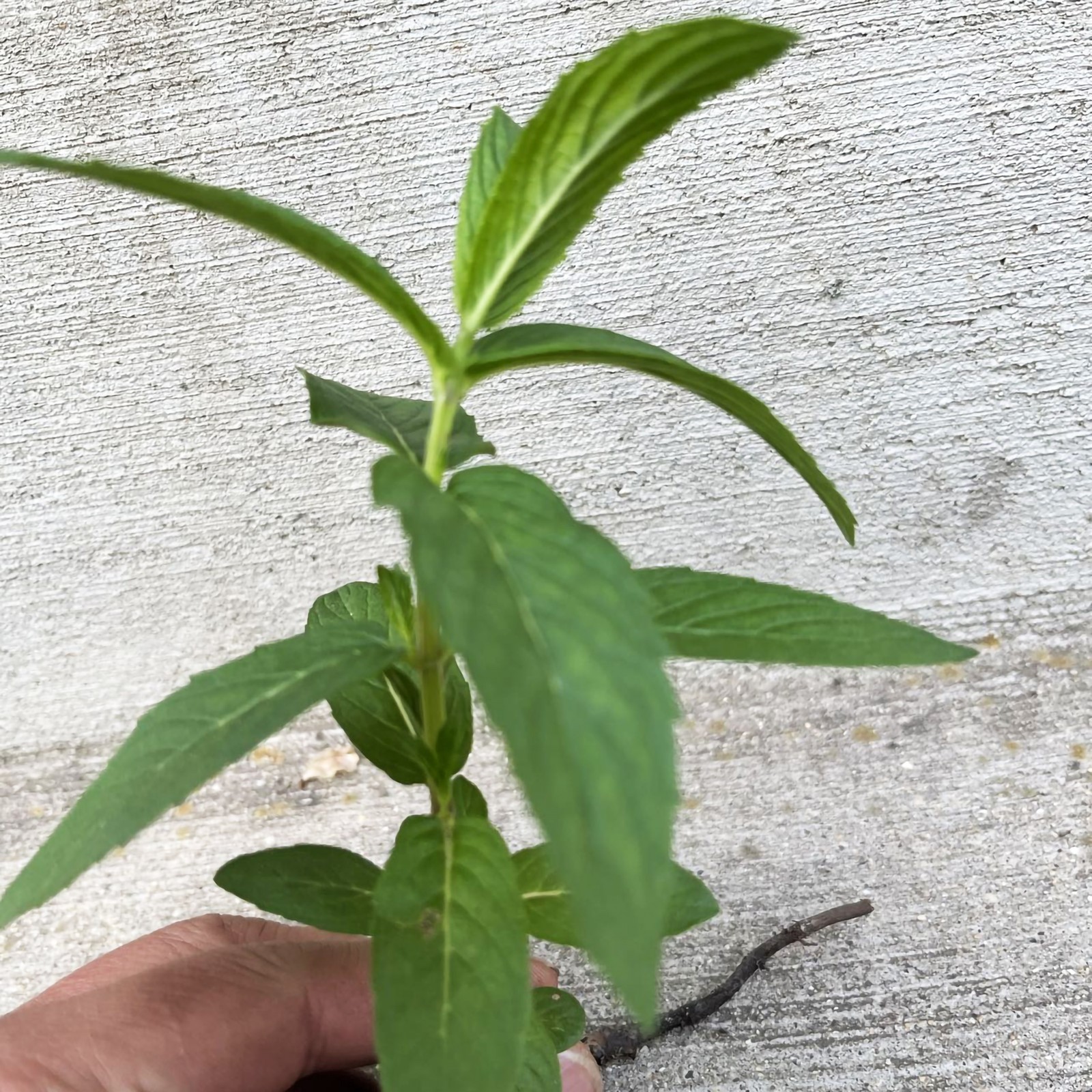 1 Plant Mint Spearmint Live Plant Edible Aromatic Herb Plant, Organic