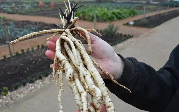 100+ Organic Skirret Seeds (Sium sisarum) – Rare Heirloom Root Vegetable – Sweet