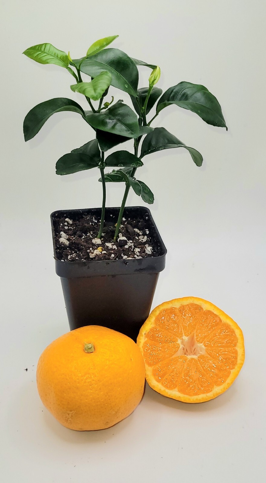 Pot of 2 Satsuma Mandarin Orange trees, 3-5 inches tall