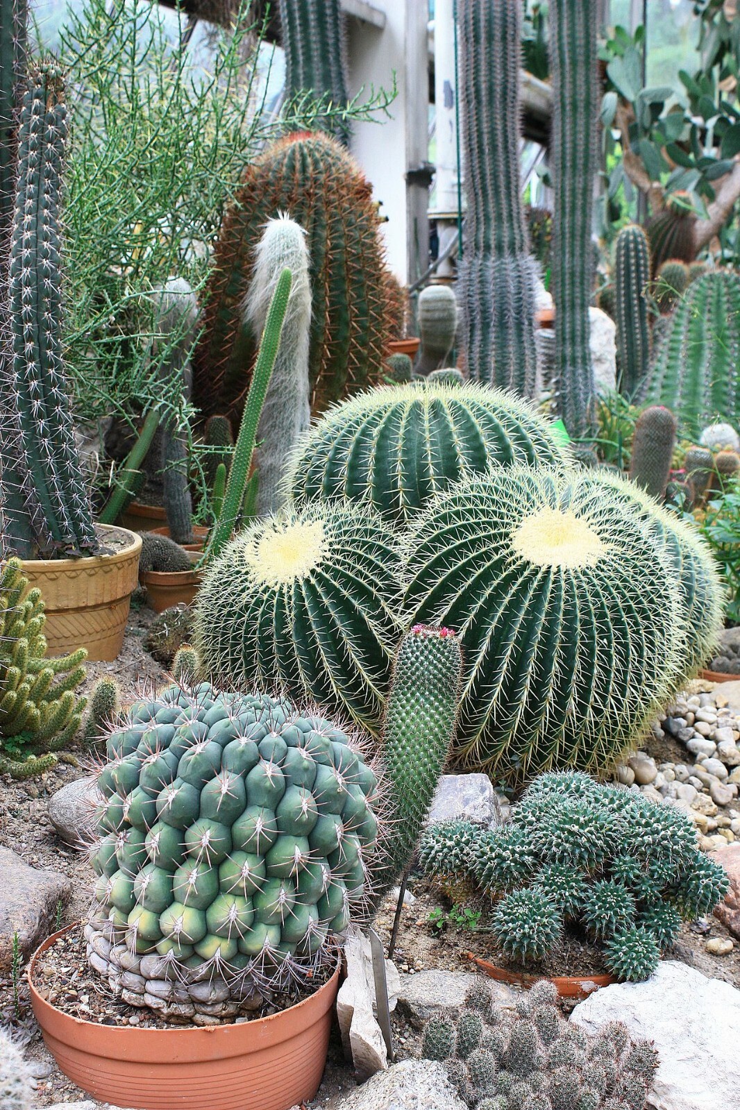 100 mixed Cactus seeds mix succulent seeds mix very diverse variety of species