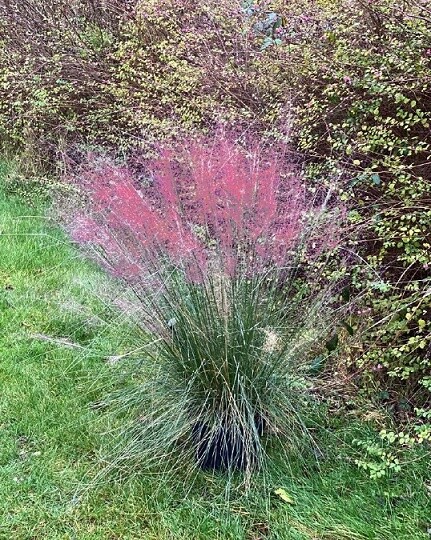Muhlenbergia capillaris Ruby 250 seeds