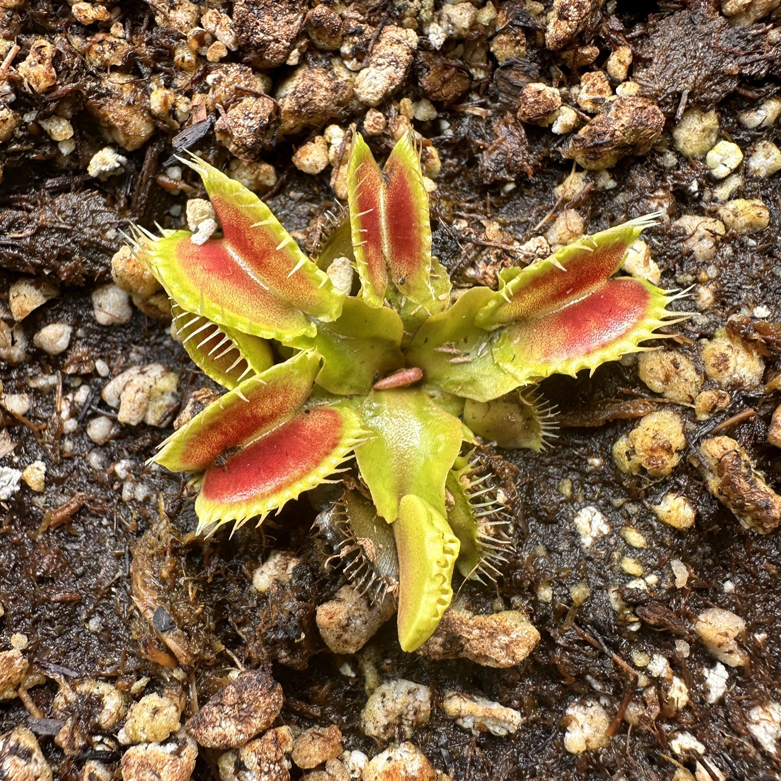 Wave Clip – Venus Fly Trap – Dionaea muscipula