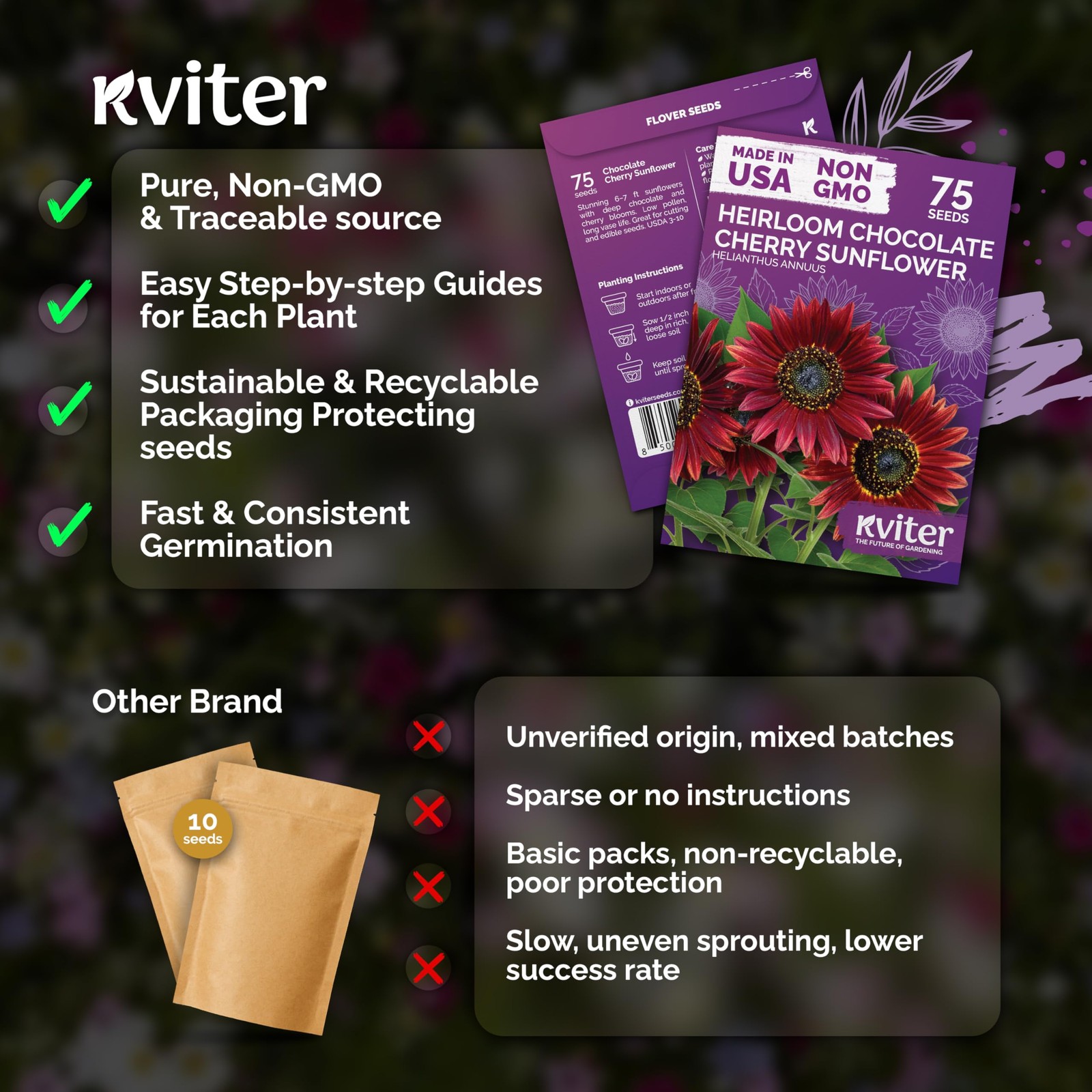 KVITER 75 Chocolate Cherry Sunflower Seeds to Plant (Helianthus annuus)