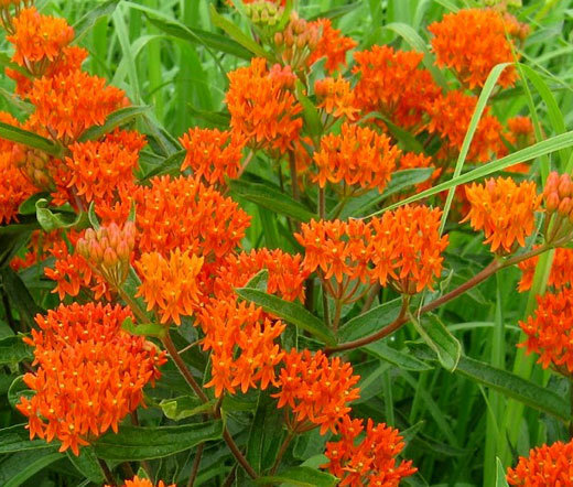BUTTERFLY WEED ORANGE Asclepias Tuberosa – 20 Seeds