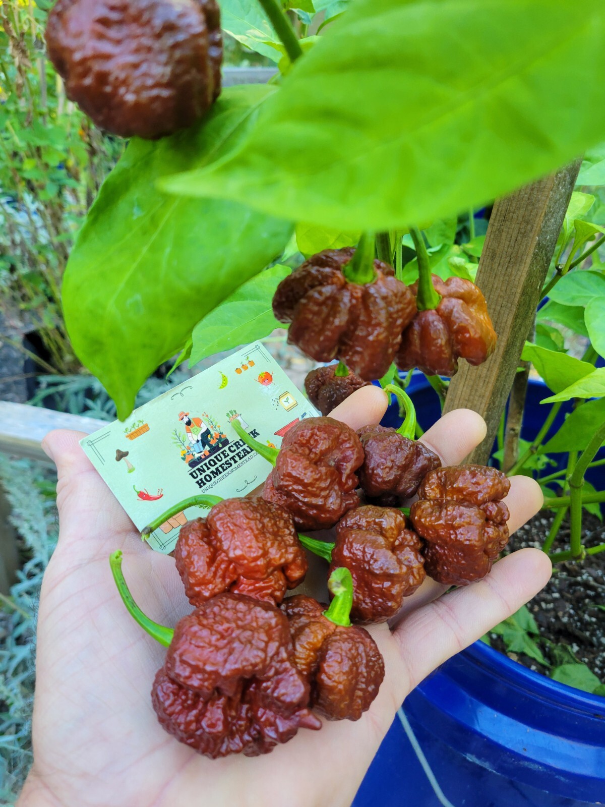 Carolina REAPER Chocolate Fire Pepper Seeds Super Hot 2.2+ Million Scoville SHU
