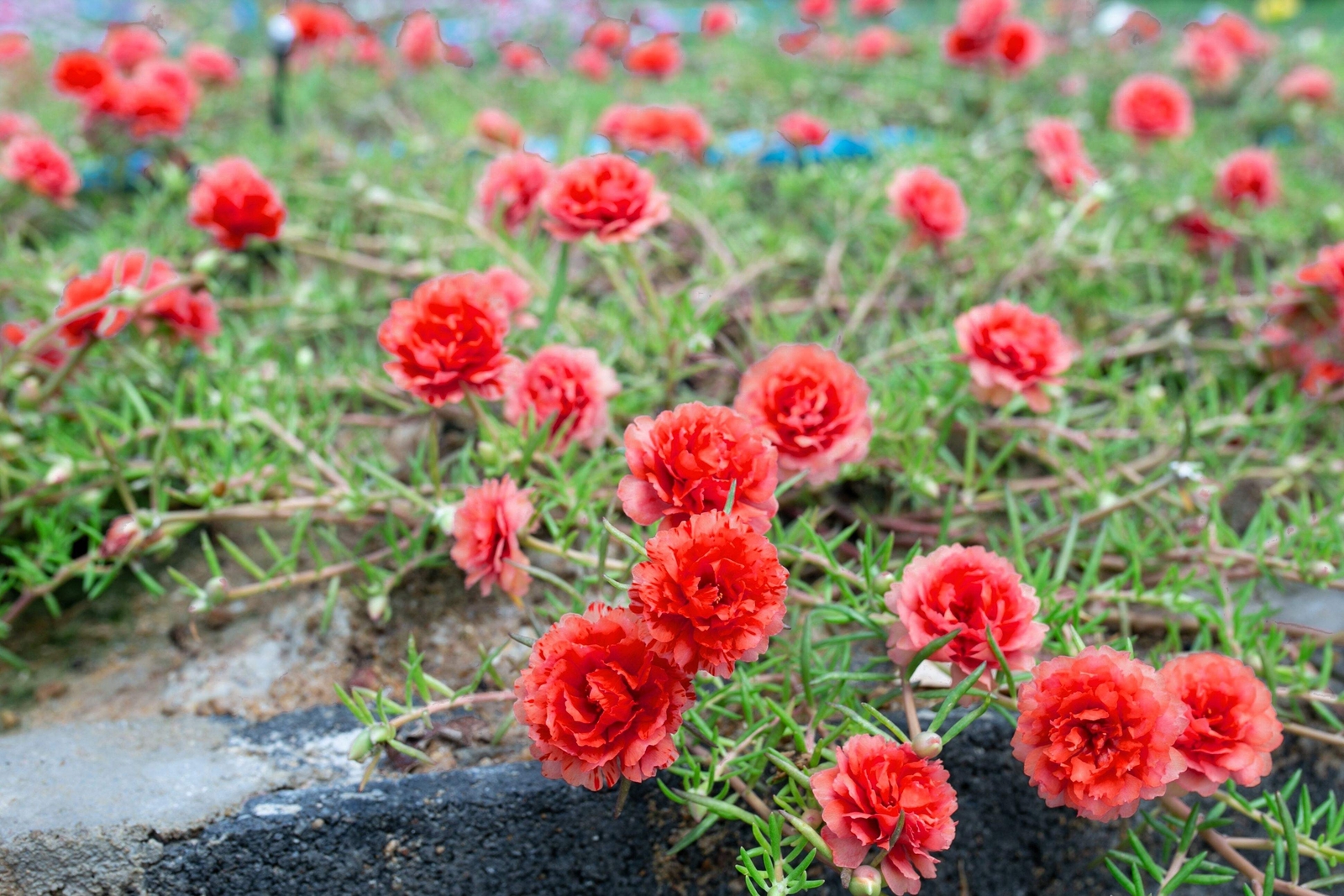 100 RED PORTULACA Grandiflora / MOSS ROSE Flower Seeds *Flat S/H