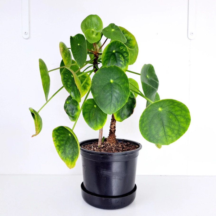Pilea Peperomiodes Chinese Money Live Starter Plant for Planting 4-6″Tall No Pot
