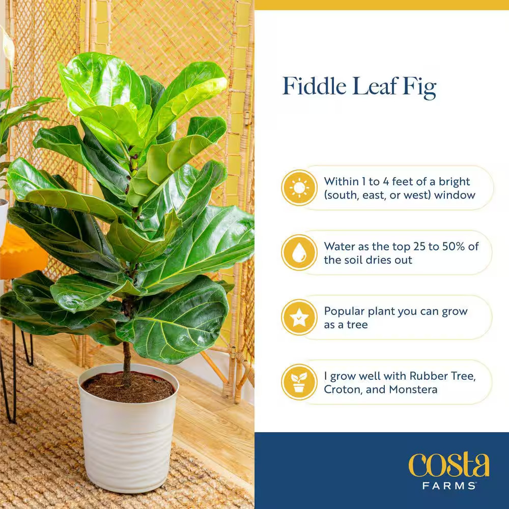 Fiddle Leaf Fig Indoor Plant in 8.75 In. Black Grower Pot, Avg. Shipping Height