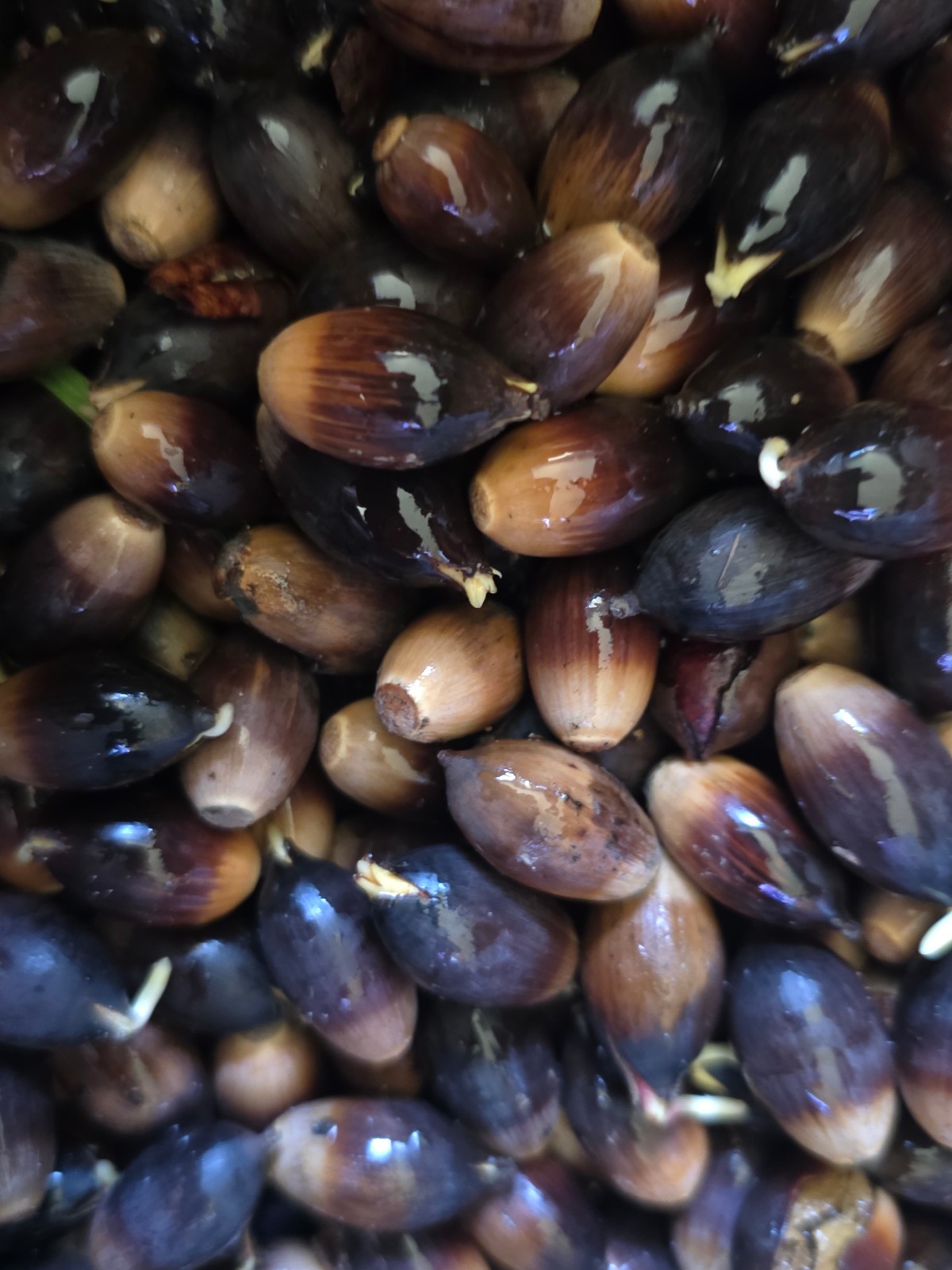 Live Oak Sprouted Acorns, ready to plant. Fresh, natural, perfect for gifts