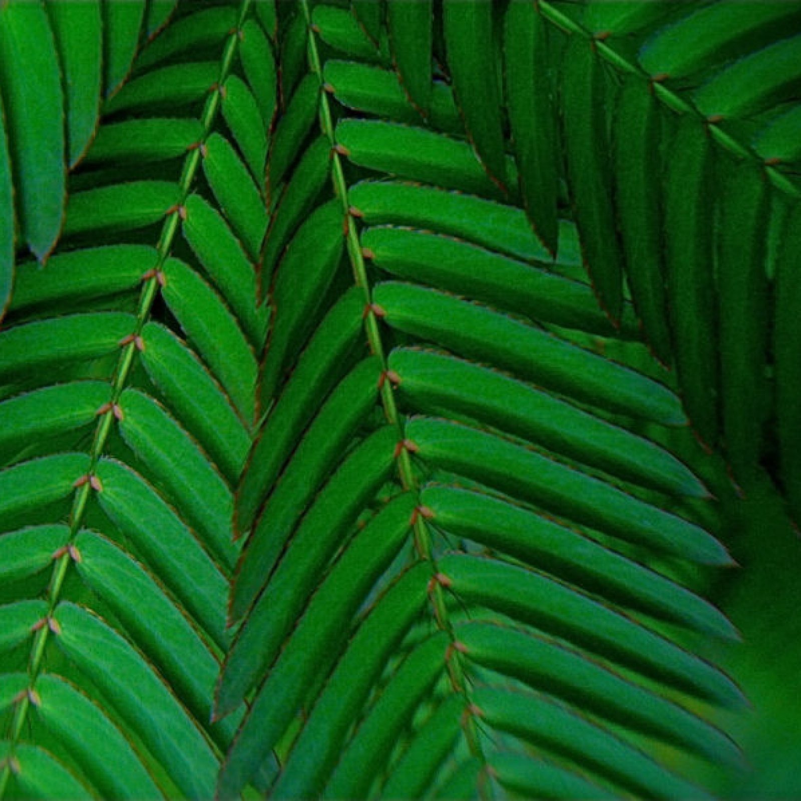 SENSITIVE PLANT Mimosa Pudica – 30+ SEEDS