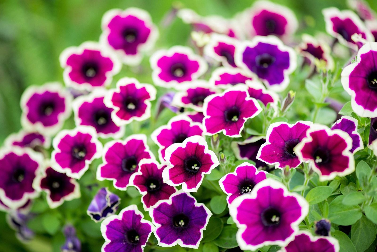 50 PICOTEE PETUNIA Multiflora Mixed Colors Bicolor Blue Purple Red Flower Seeds