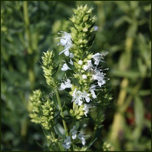 HYSSOPUS OFFICINALIS WHITE 500 SEEDS