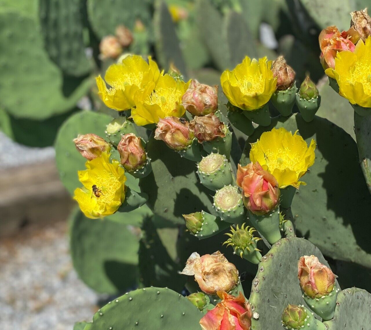 Spineless Prickly Pear Cactus “Cacanapa Ellisiana” (1 PAD) – WINTER HARDY CACTUS