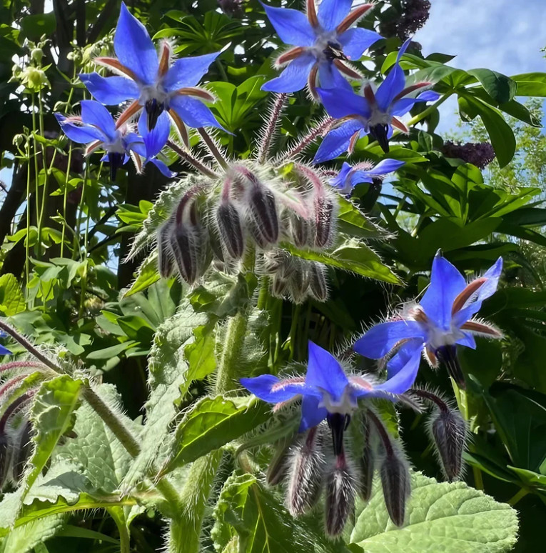 Blue Borage Live Plant – 2-5″ Tall – Borago officinalis – Edible Flower Herb